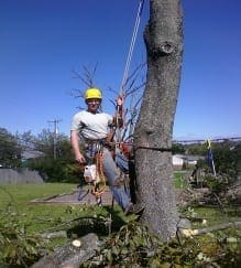 tree cutting- Tree Service in Lexington, Nicholasville and Versailles Ky.