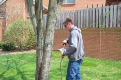 Offering a variety of tree services in Lexington, Nicholasville and Versailles