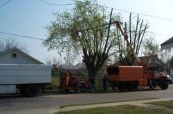 Liscensed and insured tree service in Lexington, Nicholasville and Versailles