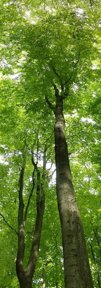 Tall Tree - Tree Services in Lexington, Nicholasville and Versailles