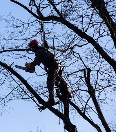 Tree cutting- Tree Service in Lexington, Nicholasville and Versailles Ky